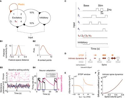 Intrinsic Spine Dynamics Are Critical for Recurrent Network Learning in Models With and Without Autism Spectrum Disorder